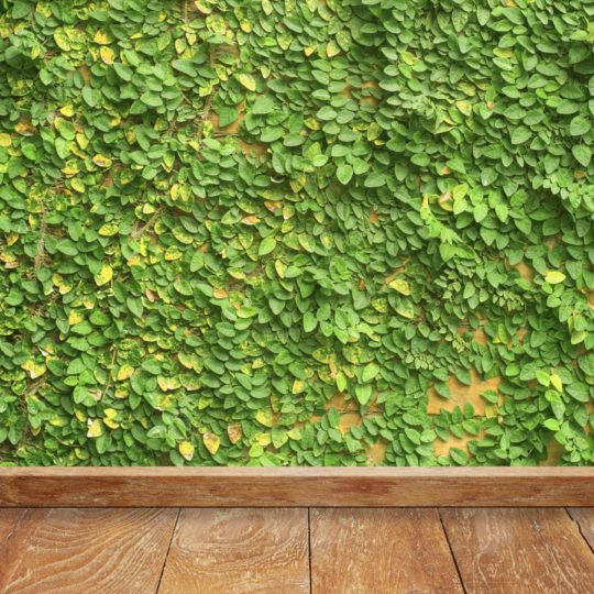 緑壁蔦床板の Android スマホ 壁紙
