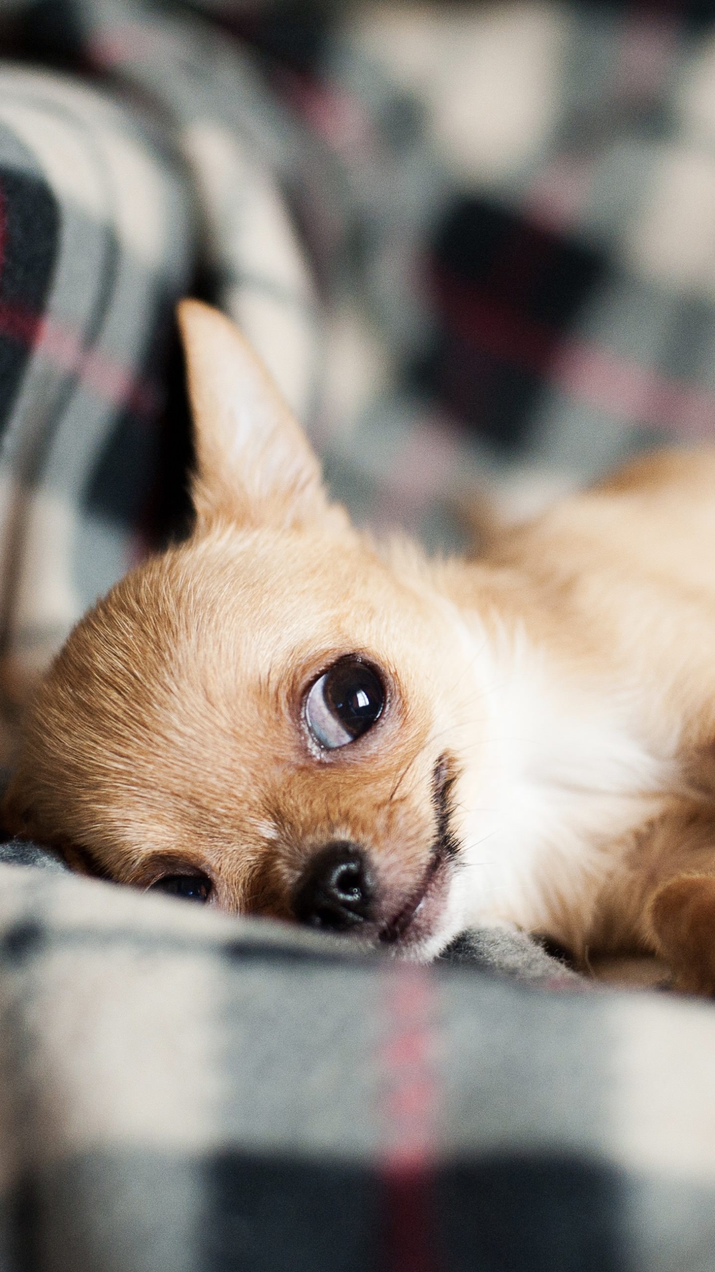 犬動物女子向け茶色 Wallpaper Sc スマホ壁紙