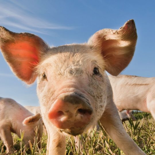 豚動物の Android スマホ 壁紙