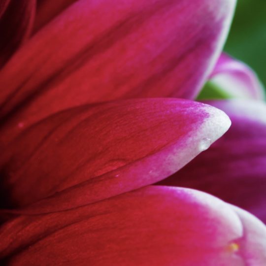 植物花赤紫桃の Android スマホ 壁紙