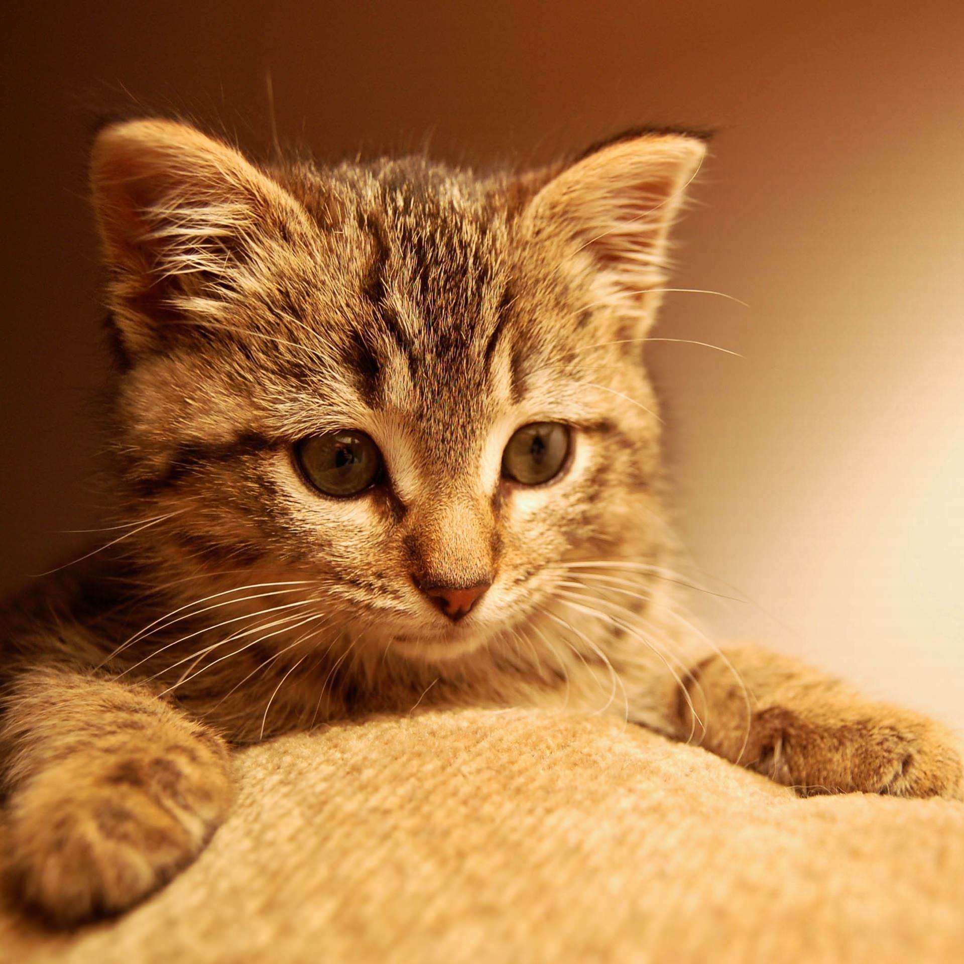 猫子猫 Wallpaper Sc スマホ壁紙