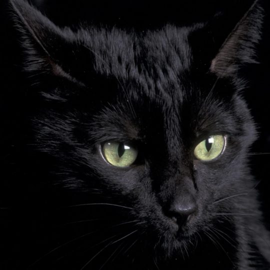 猫黒の Android スマホ 壁紙