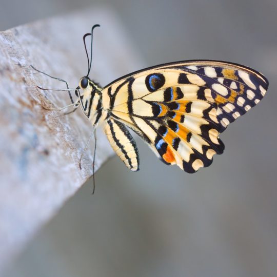 動物蝶の Android スマホ 壁紙