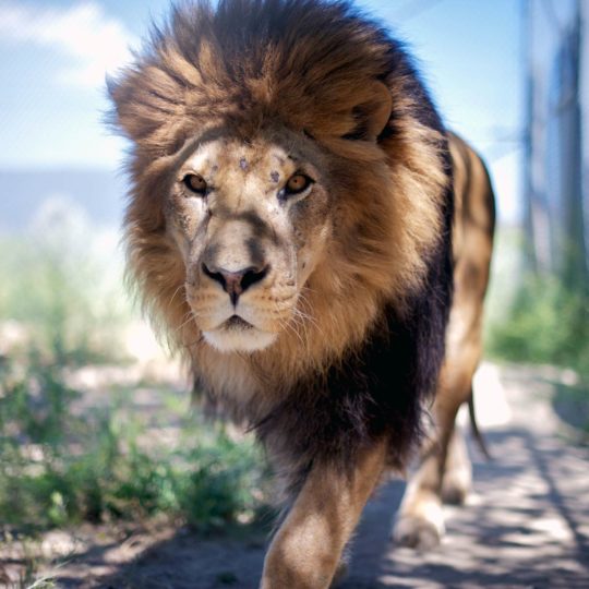 動物ライオンの Android スマホ 壁紙