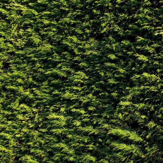 自然緑の Android スマホ 壁紙