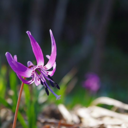 自然花紫の Android スマホ 壁紙