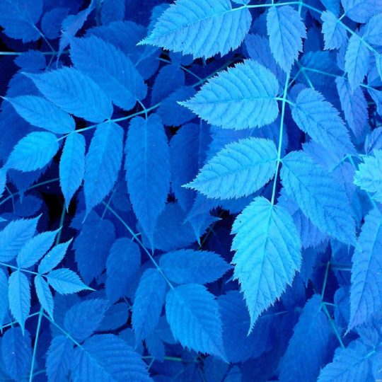 自然葉青の Android スマホ 壁紙