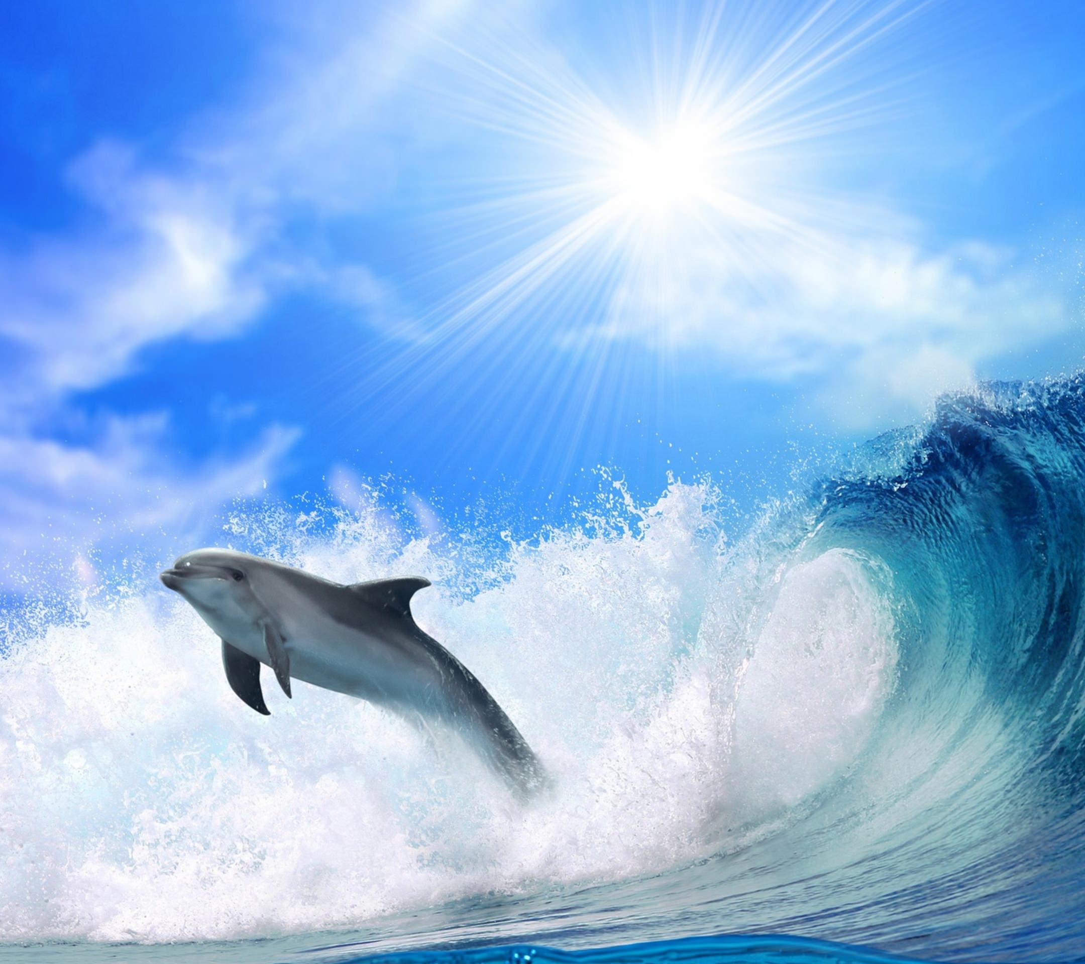 風景イルカ海 | wallpaper.sc スマホ壁紙