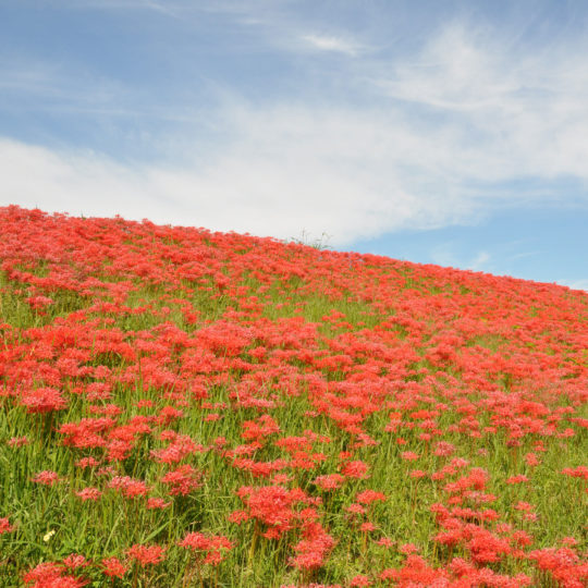 風景花畑赤の Android スマホ 壁紙