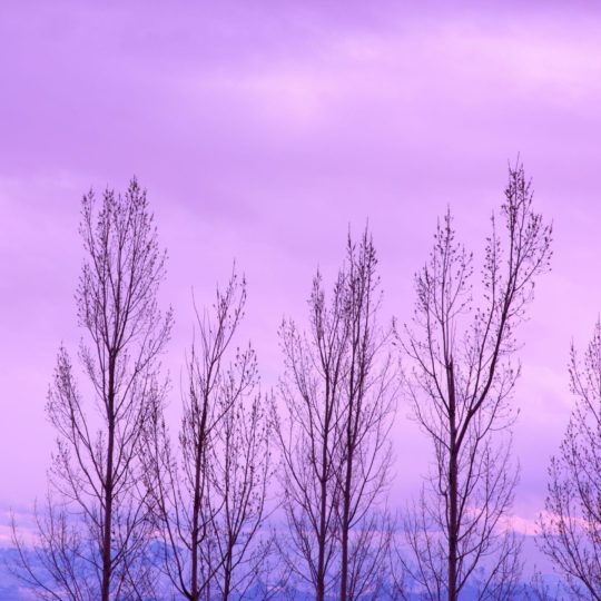 風景紫の Android スマホ 壁紙