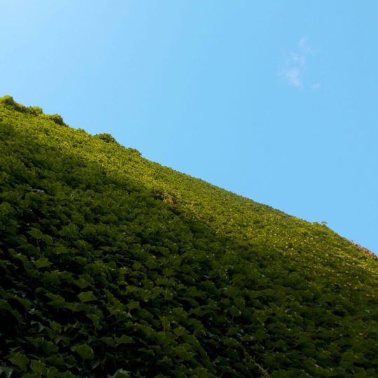 風景山緑の Android スマホ 壁紙