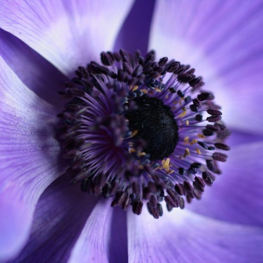 自然花紫の Android スマホ 壁紙