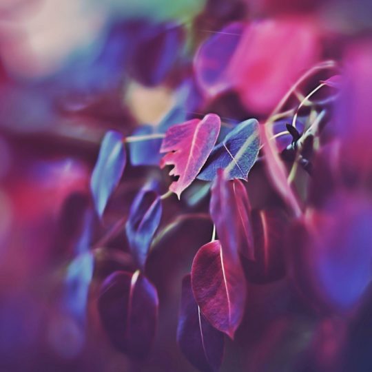 自然葉紫の Android スマホ 壁紙