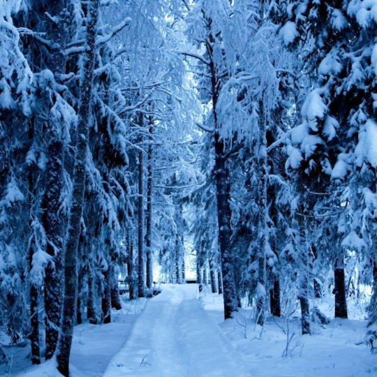 風景雪並木道の Android スマホ 壁紙