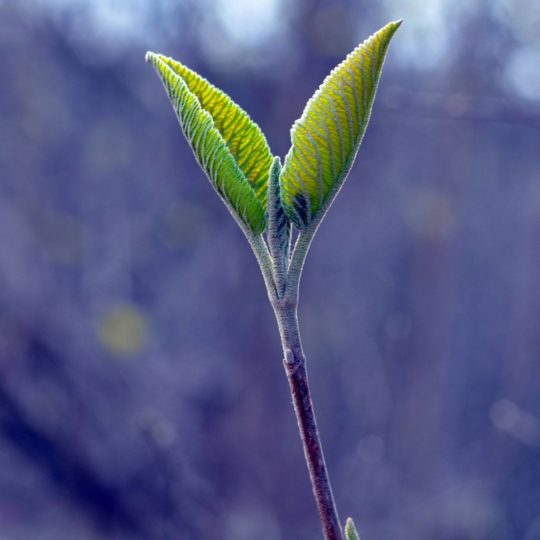 葉自然緑ぼかし青の Android スマホ 壁紙