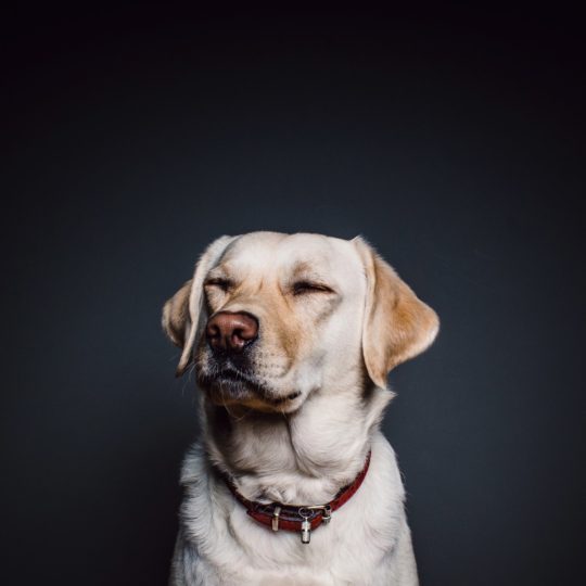 動物犬白黒の Android スマホ 壁紙