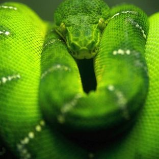 動物蛇緑の Apple Watch 文字盤壁紙