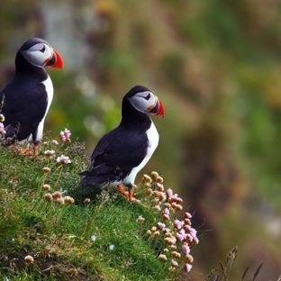 動物鳥の Apple Watch 文字盤壁紙