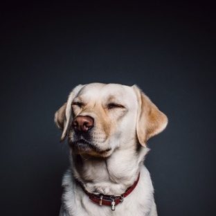 動物犬白黒の Apple Watch 文字盤壁紙