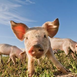 豚動物の Apple Watch 文字盤壁紙