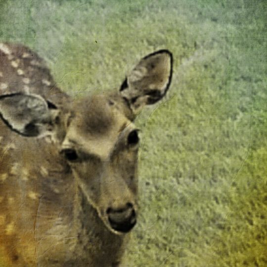 Deer animal Android SmartPhone Wallpaper