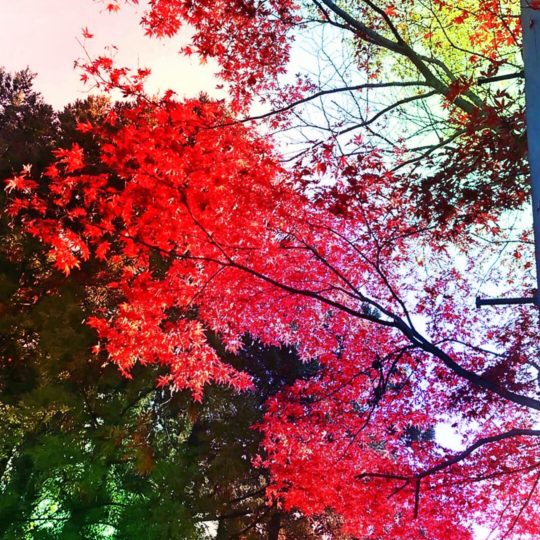 Autumn leaves landscape Android SmartPhone Wallpaper
