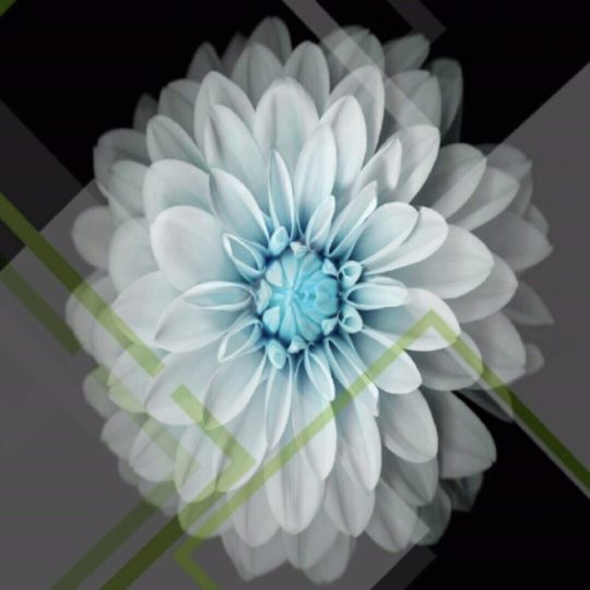 Flower Cool Android SmartPhone Wallpaper