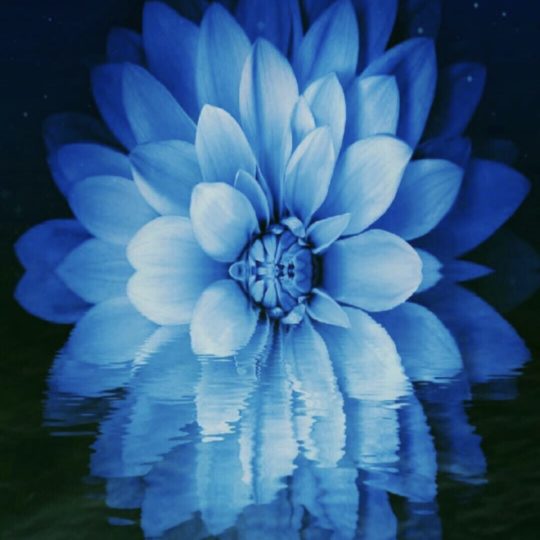 Flower moon Android SmartPhone Wallpaper