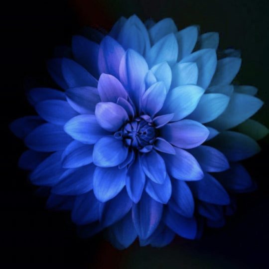 Flower Blue Android SmartPhone Wallpaper