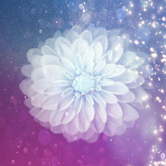 Flower white Android SmartPhone Wallpaper