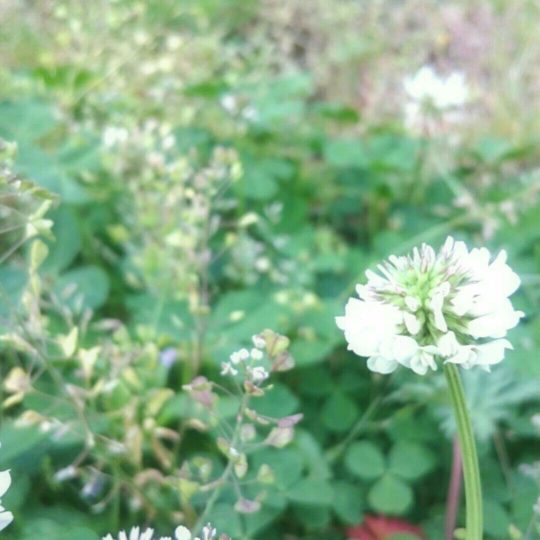 White clover flower Android SmartPhone Wallpaper