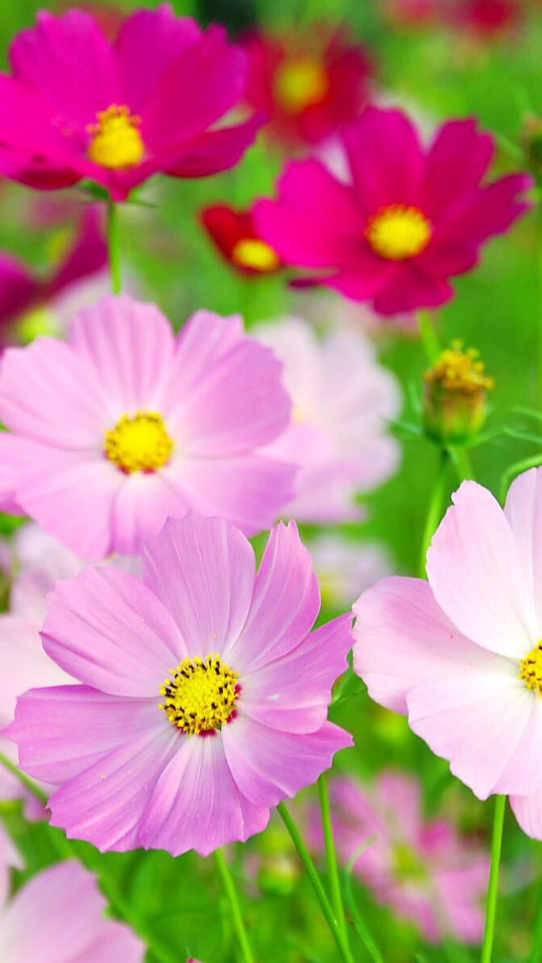 Cosmos Flower | wallpaper.sc SmartPhone