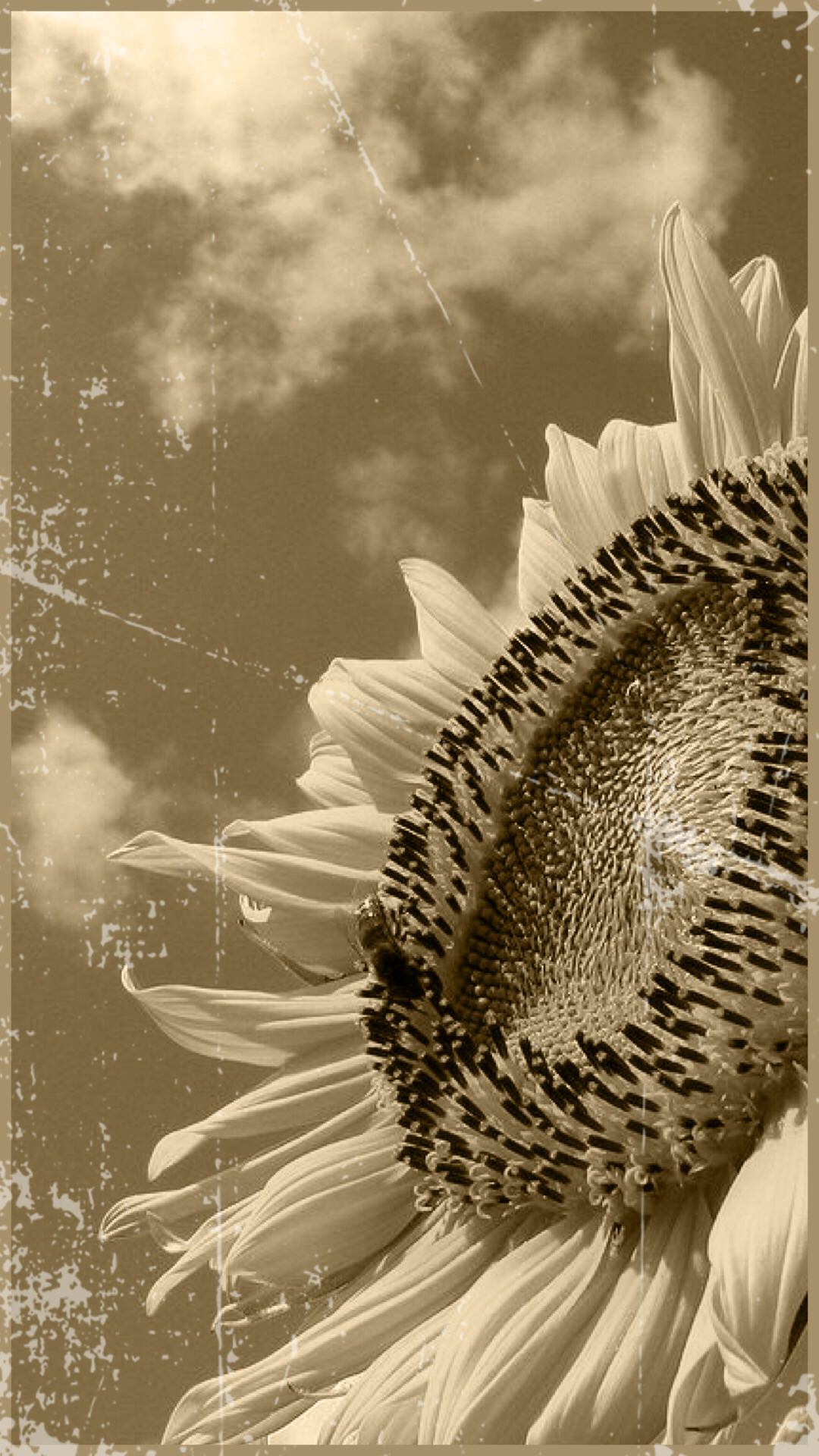 Sunflower black and white | wallpaper.sc SmartPhone