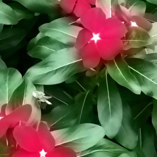 Flower blur Android SmartPhone Wallpaper