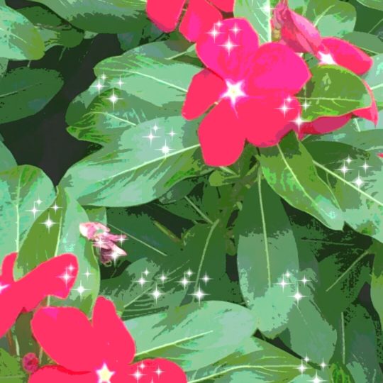 Flower light Android SmartPhone Wallpaper