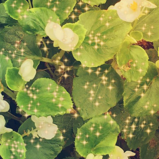 Flower light Android SmartPhone Wallpaper