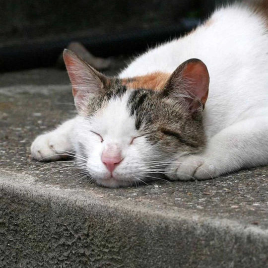 Cat sleep Android SmartPhone Wallpaper