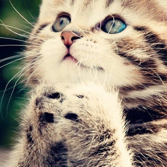 Cat kitten Android SmartPhone Wallpaper