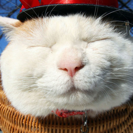 Cat hat white Android SmartPhone Wallpaper