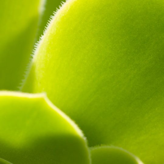 Natural chloroplast Android SmartPhone Wallpaper