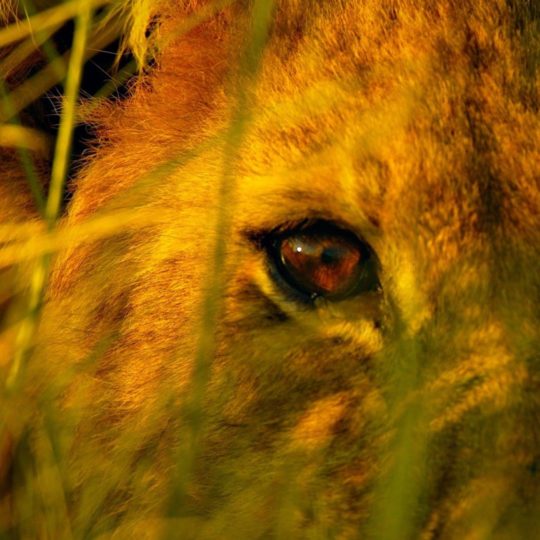 Animal lion Android SmartPhone Wallpaper