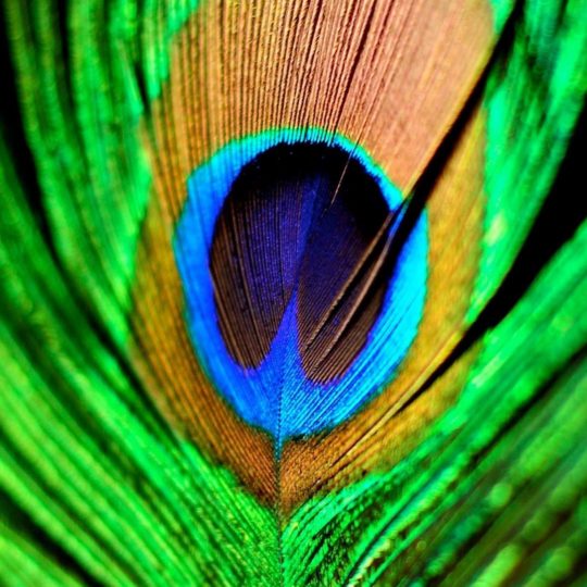 Animal feather green Android SmartPhone Wallpaper