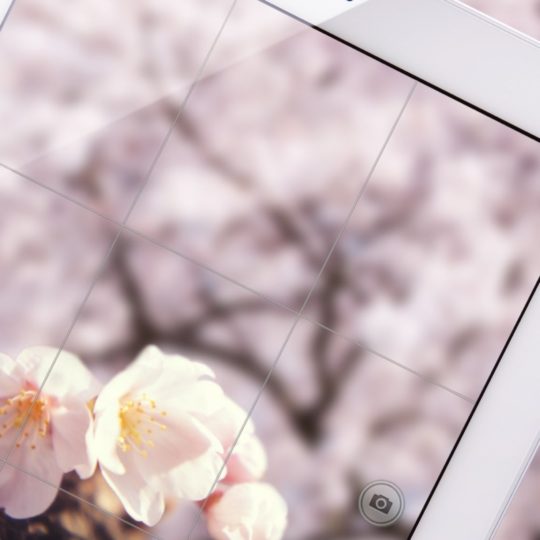 AppleiPad flower Android SmartPhone Wallpaper