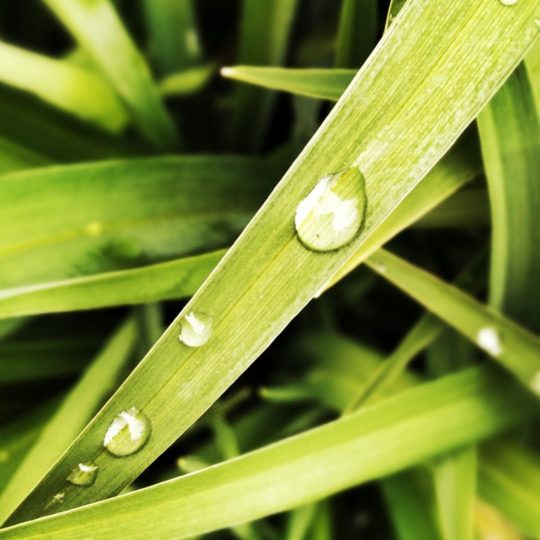 Natural chloroplast Android SmartPhone Wallpaper