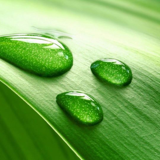 Natural chloroplast Android SmartPhone Wallpaper