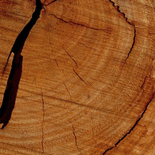 Natural tree rings Android SmartPhone Wallpaper