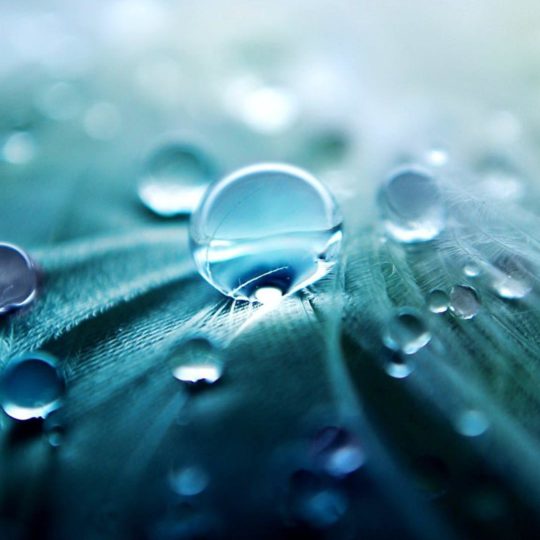 Natural chloroplast Android SmartPhone Wallpaper