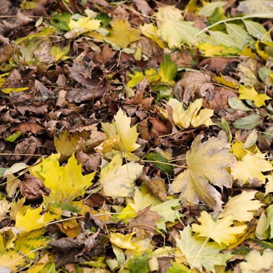 Natural fallen leaves Android SmartPhone Wallpaper
