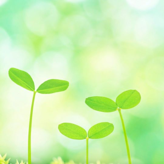 Natural chloroplast Android SmartPhone Wallpaper