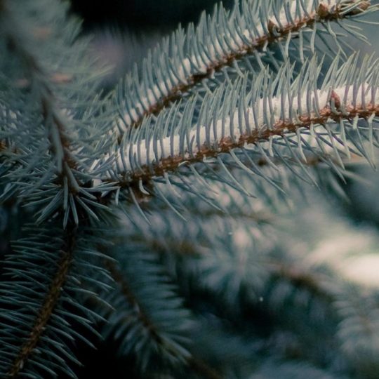 Natural chloroplast Android SmartPhone Wallpaper